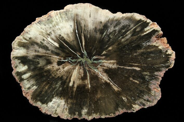 Triassic Petrified Wood (Woodworthia) Slab - Zimbabwe #78884